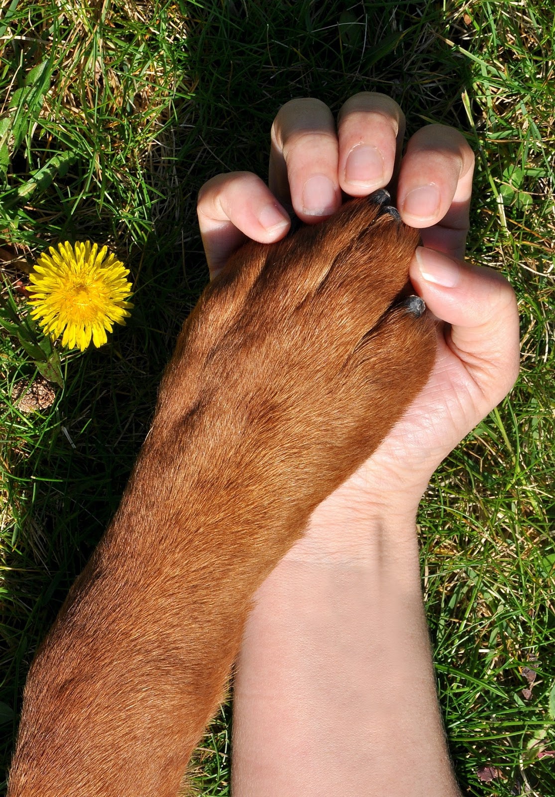 paw