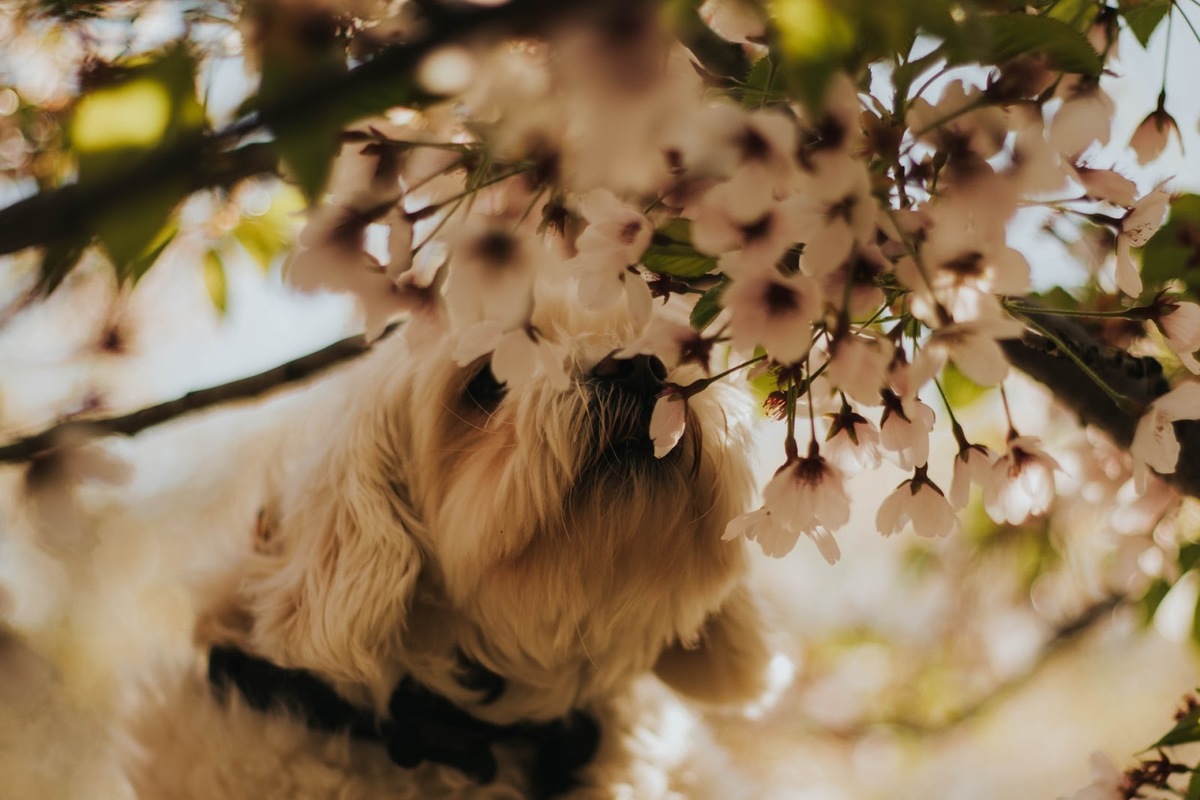 dog2