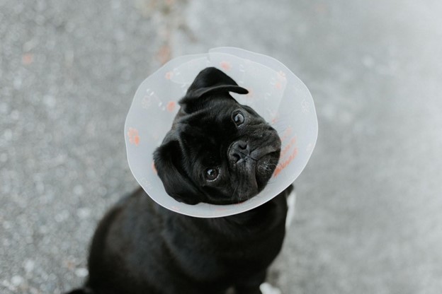 dog 1