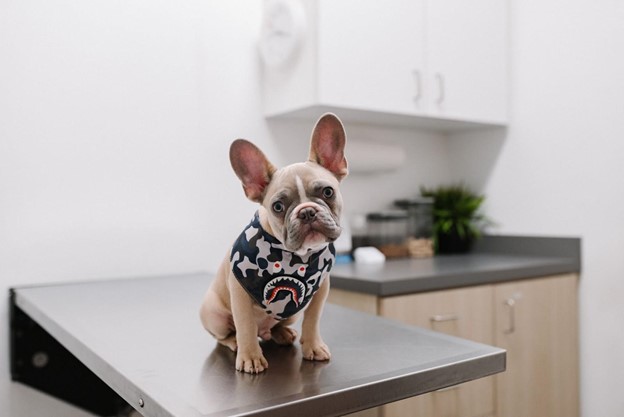 dog3