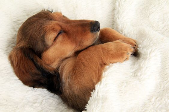 Keeping Your Pets Warm and Toasty in the Winter