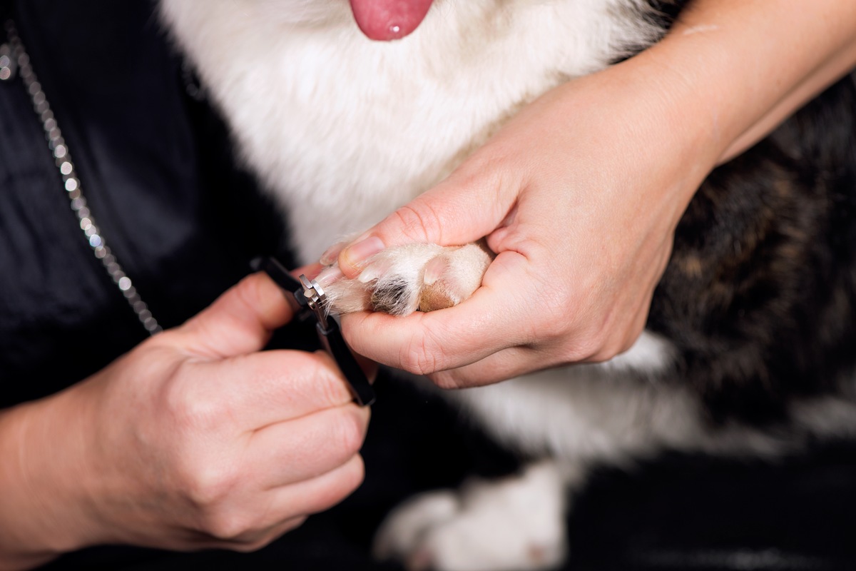 Pet Care