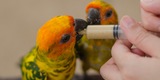Pet Care