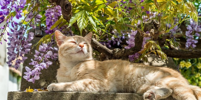 Building a Pet Friendly Garden for Your Pet
