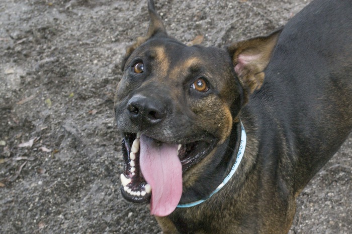 What To Know About Common Skin Problems in Dogs