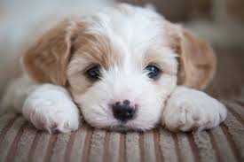 How to Housetrain a 2-Month Old Puppy