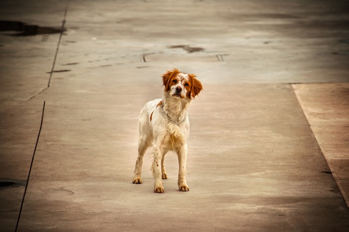 Stray & Lost Animals