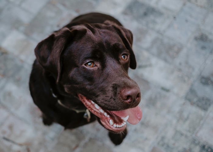 How to Welcome A Rescue Dog into Your Home