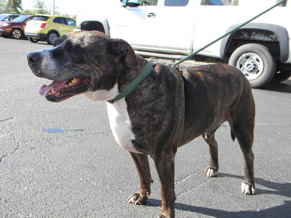 Adopting a Big Dog? Things You Will Need To Know