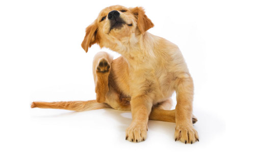 Protecting Your Pooch From Pesky Pests
