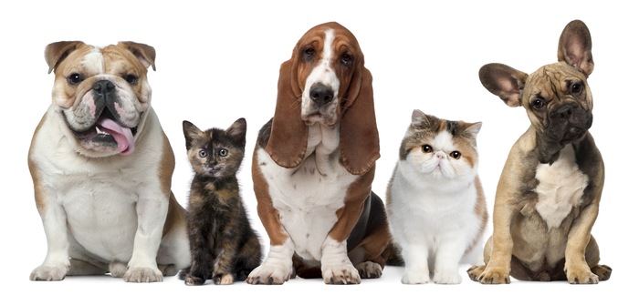 20 Little Known Facts About Cats and Dogs
