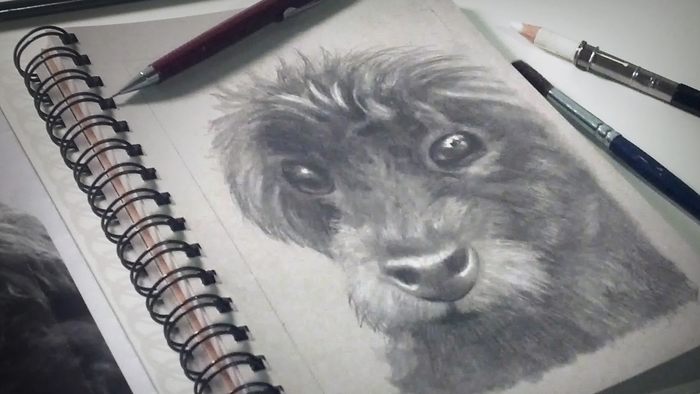 Your Guide to Drawing Your Favorite Four-Legged Friend