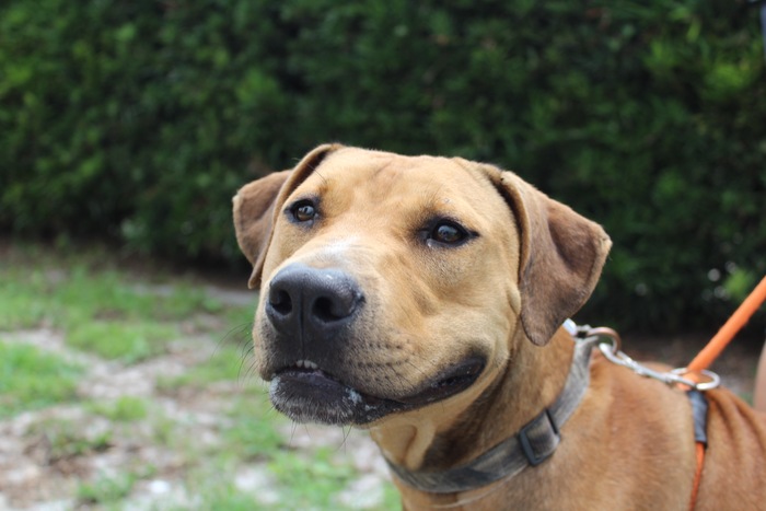 A Best Friend In Your Later Years: Choosing The Perfect Canine Companion