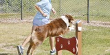 Our Dog Park