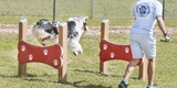 Our Dog Park