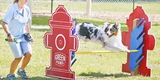 Our Dog Park