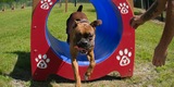 Our Dog Park