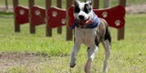 Our Dog Park