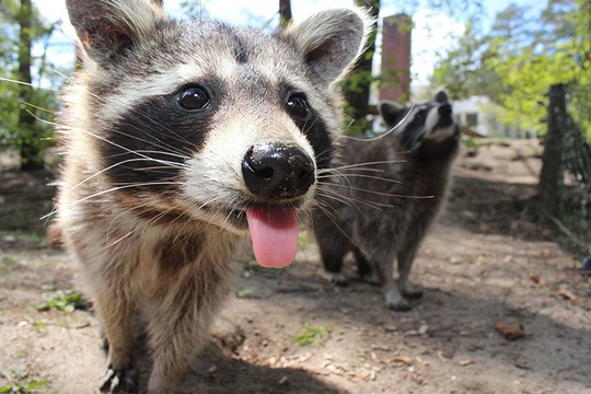 How animals enter our shelter