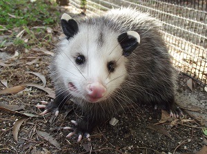 How animals enter our shelter