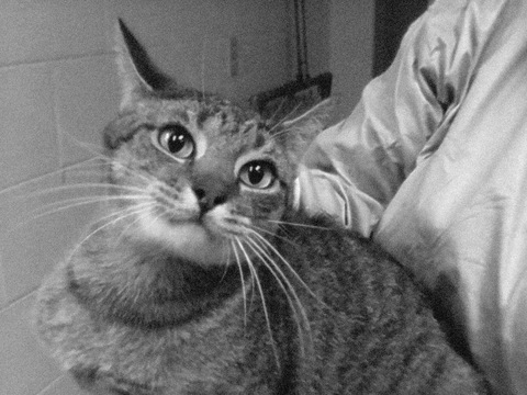 How animals enter our shelter