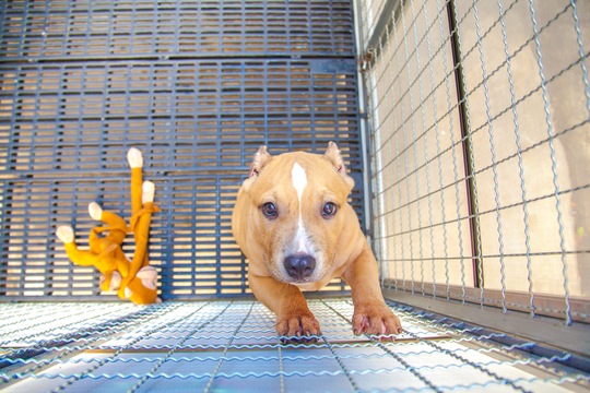 How animals enter our shelter