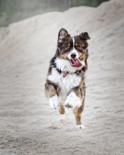 Protecting Your Pet Pooch From Skin Allergies