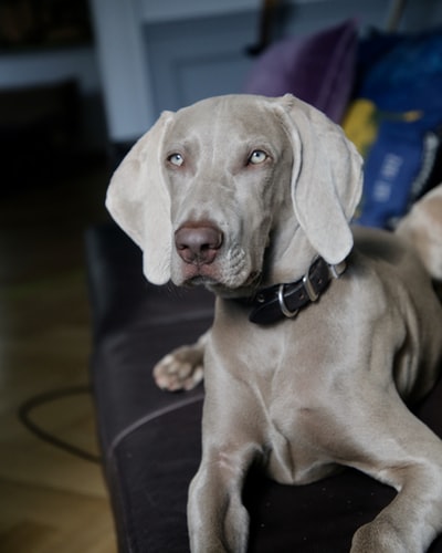 Is Your Home Ready for an Aging Dog?