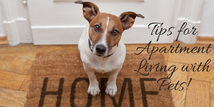 Pet Friendly Hotels and Apartments