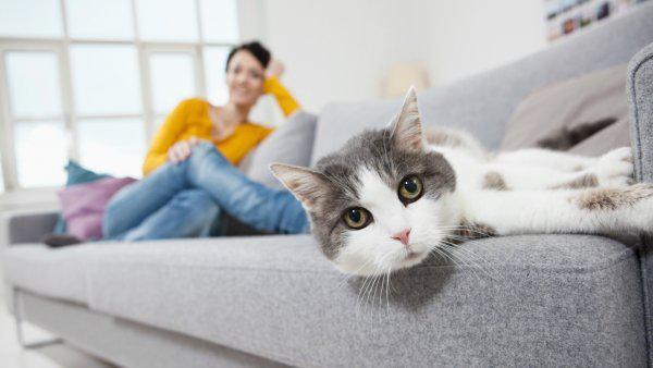 Pet Friendly Hotels and Apartments