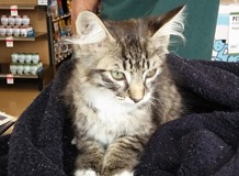 It's Kitten Season