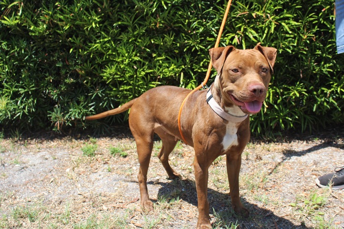 Fido Meet Whiskers: How To Introduce Your New Dog To Your Pets