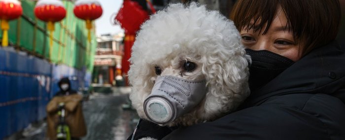 Coronavirus and your pets