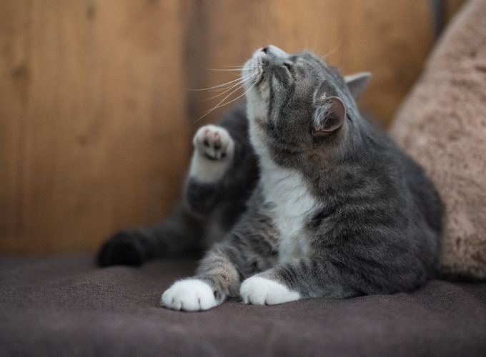 Keep Fleas And Ticks Away From Your Dog And Cat This Winter