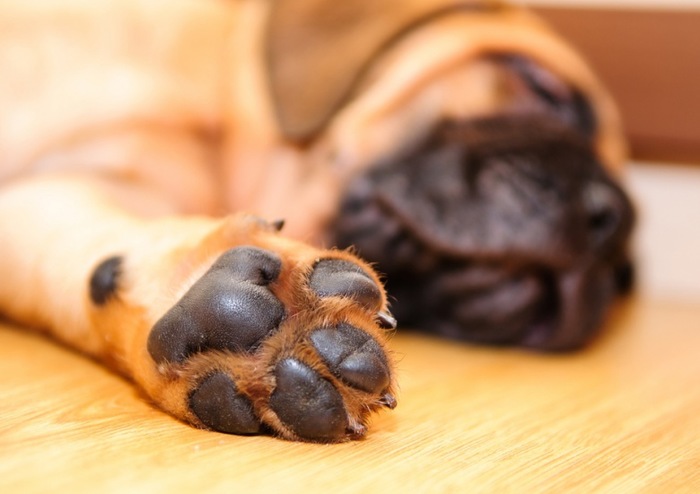 Taking Care of Your Dog's Paws