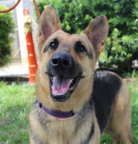 How to Avoid Heat Stress in Your Pet this Summer