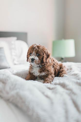 Proven Ways to Calm a Dog with Anxiety