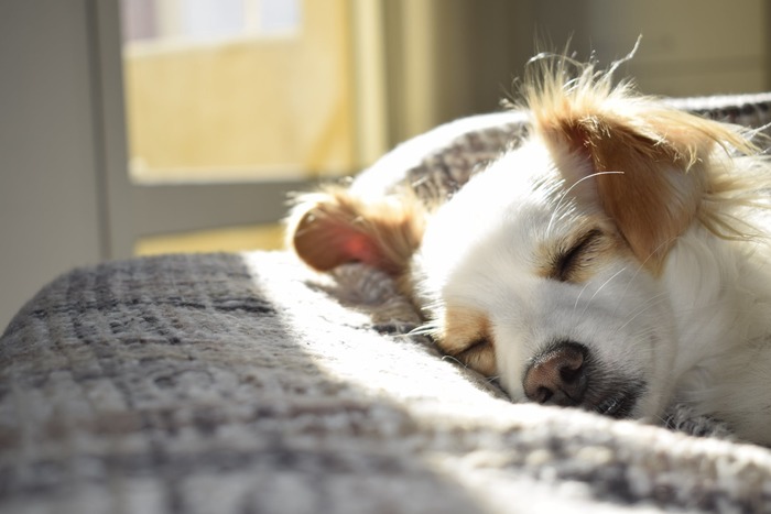 How to Prepare Your Pet for a Move to the Sunshine State