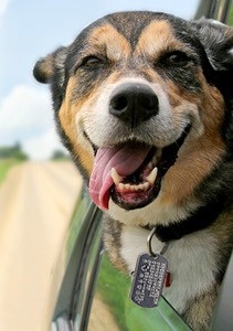 Pet Licensing