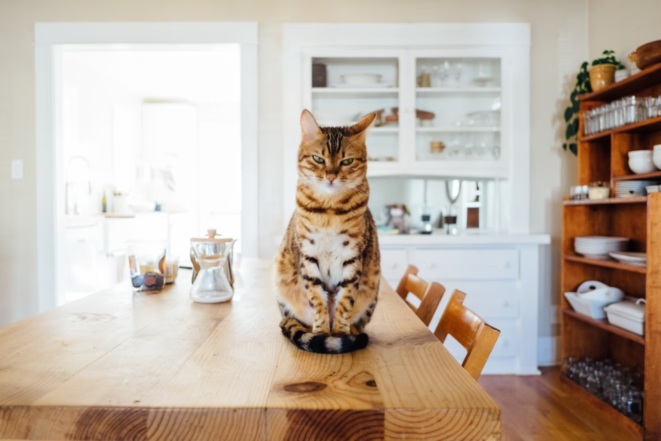 How to Handle Cats Who Display Overt Aggression?