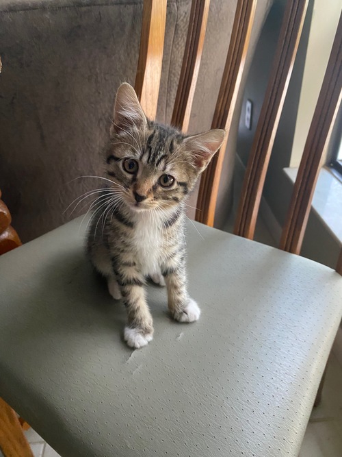 Dog and Cat Enrichment Volunteer