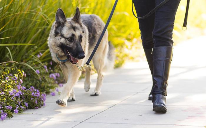 Advanced Dog Walking Volunteer