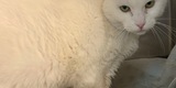 Foster Volunteers
