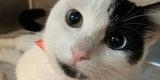 Foster Volunteers