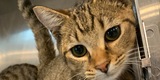 Foster Volunteers