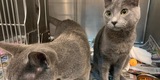 Foster Volunteers