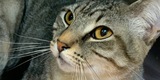 Foster Volunteers