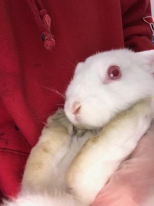 5 Reasons to Bring a Bunny into Your Life