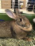5 Steps to Calm Down a Fearful Rabbit