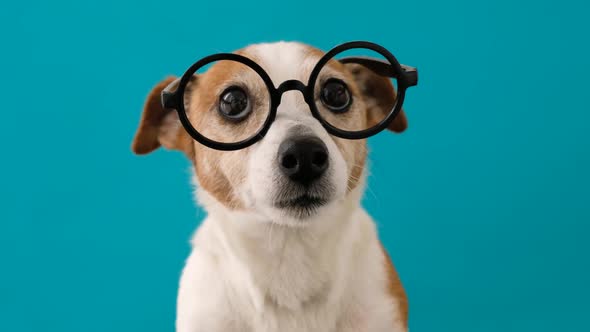 Easing Your Dog’s Transition into Community Living
